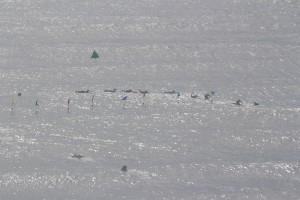 USLA Lifeguard Competition Daytona 2017 Thurs (107)
