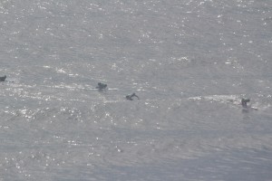 USLA Lifeguard Competition Daytona 2017 Thurs (108)