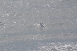 USLA Lifeguard Competition Daytona 2017 Thurs (109)