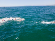 Hermosa Beach Nationals 2022 (15)